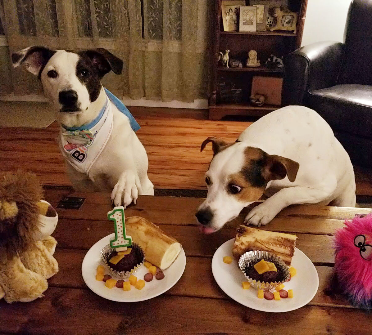 Regi Bachochin: Lucky dogs